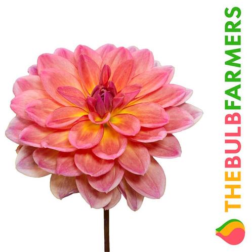 The Bulb Farmers - 12 x Dahlia Pacific View - zalmkleurig, Tuin en Terras, Bloembollen en Zaden, Bloembol, Voorjaar, Volle zon