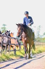 Training en opleiding springpaarden, Dieren en Toebehoren, Paarden, Met stamboom
