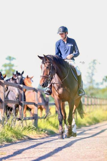Training en opleiding springpaarden beschikbaar voor biedingen