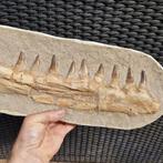 Big fossil mosasaur jaw - Gefossiliseerde kaak - Mosasaurus