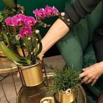 Kolibri Orchids - Surprise box mix - planten voordeel box -, Verzenden, Nieuw