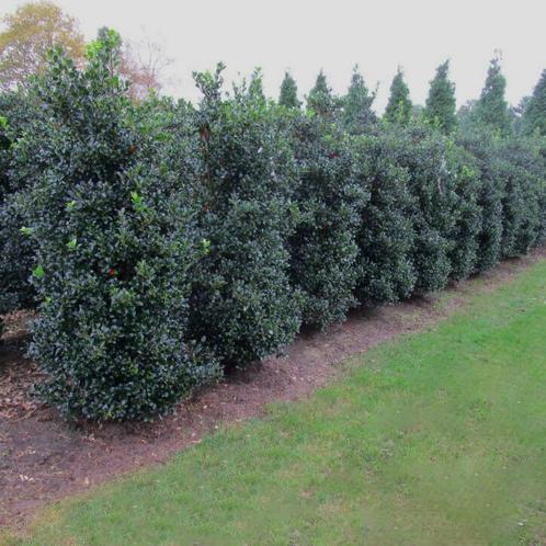 Hulst Ilex meserveae Heckenfee Haag 80-100 Kluit, Tuin en Terras, Planten | Struiken en Hagen