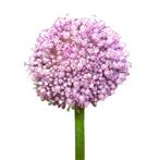 Bloembollen - 320 x Allium Ping Pong - roze met wit, Tuin en Terras, Bloembollen en Zaden, Verzenden, Voorjaar, Volle zon, Bloembol