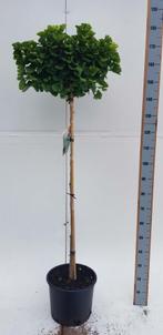 Ginkgo biloba Mariken bolvorm 90cm stam