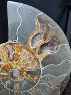 Beautiful big Ammonite - Gefossiliseerd dier - Aioloceras