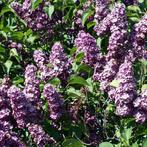 Syringa Vulgaris - Gewone Sering (Kale Wortel) - 40-60 Cm, Tuin en Terras, Ophalen of Verzenden, 100 tot 250 cm