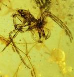 Spin - Barnsteen - Acient spider from 99 million years - 20