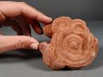 Woestijnrozen (Stromatoliet) - Fossiele matrix -, Verzamelen, Mineralen en Fossielen