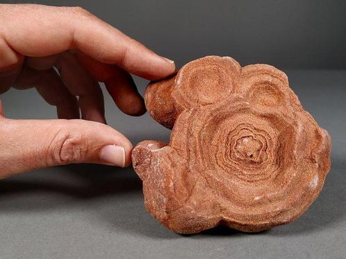 Woestijnrozen (Stromatoliet) - Fossiele matrix -, Verzamelen, Mineralen en Fossielen