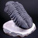 Prachtig trilobietfossiel XL. - Fossiel skelet - Trilobite, Nieuw
