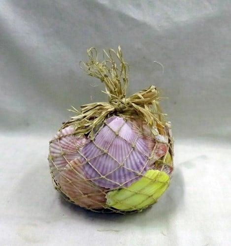 Pecten chlamys nobilis jacobsschelp gekleurde schelpen 750, Hobby en Vrije tijd, Knutselen, Nieuw, Ophalen of Verzenden