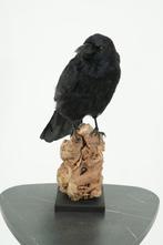 Kraai Taxidermie volledige montage - Corvus - No cites, Nieuw