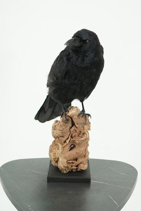 Kraai Taxidermie volledige montage - Corvus - No cites, Verzamelen, Dierenverzamelingen
