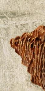Guido Borelli - conchiglia