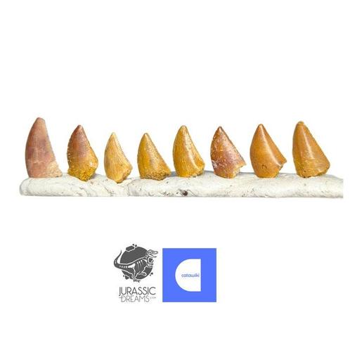 Set van 8 Mooi Bewaarde Krijt Raptor Dinosaur (Abelisaurid), Verzamelen, Mineralen en Fossielen