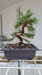 Pine Bonsai – Geen minimumprijs - Hoogte (boom): 35 cm -, Antiek en Kunst