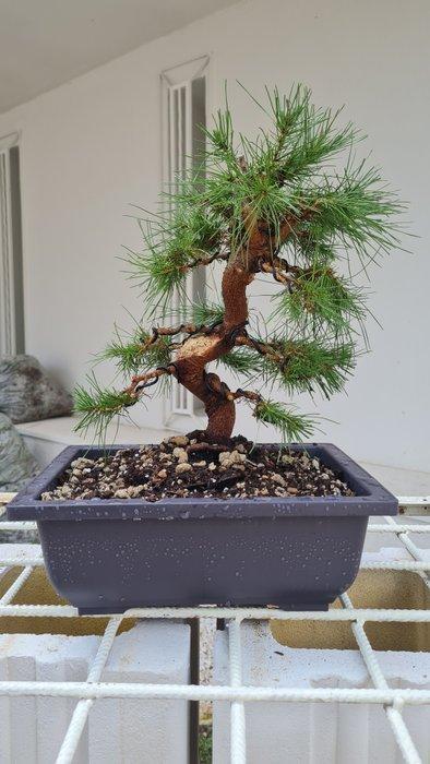 Pine Bonsai – Geen minimumprijs - Hoogte (boom): 35 cm -, Antiek en Kunst, Curiosa en Brocante