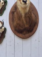 Gems Taxidermie wandmontage - Rupicapra rupicapra - très, Verzamelen, Dierenverzamelingen, Nieuw