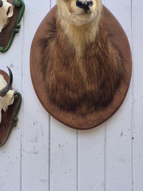 Gems Taxidermie wandmontage - Rupicapra rupicapra - très, Verzamelen, Dierenverzamelingen