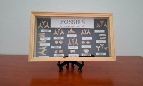 tiburón Otodus, Enchodus, mosasaurus, corax en globidens y, Verzamelen, Mineralen en Fossielen