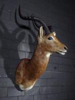 Impala Taxidermie wandmontage - Aepyceros melampus - 40 cm -, Nieuw
