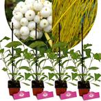 Cornus sericea Flaviramea + Pot 9cm 4 stuks, Verzenden, Halfschaduw