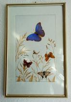 Morpho Menel uit een verzameling van in totaal 15 ingelijste, Antiek en Kunst