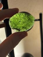 Moldavite XL - de Nesm, Zuid-Bohemen - Hoogte: 47 mm -