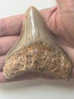 Megalodon tand 9,5 cm - Fossiele tand - Carcharocles