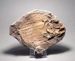 Vis - Gefossiliseerd dier - Bobasatrania mahavavica - 13.1, Verzamelen, Mineralen en Fossielen