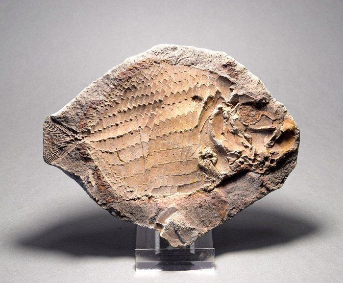 Vis - Gefossiliseerd dier - Bobasatrania mahavavica - 13.1, Verzamelen, Mineralen en Fossielen