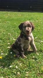 Unieke Labrador pups - Merle en Grijs - ED HD DNA vrij, Dieren en Toebehoren, Meerdere, 8 tot 15 weken, Meerdere dieren, Parvo