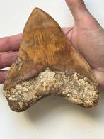 Grote Megalodon-tand 13,7 cm - Fossiele tand - Carcharocles