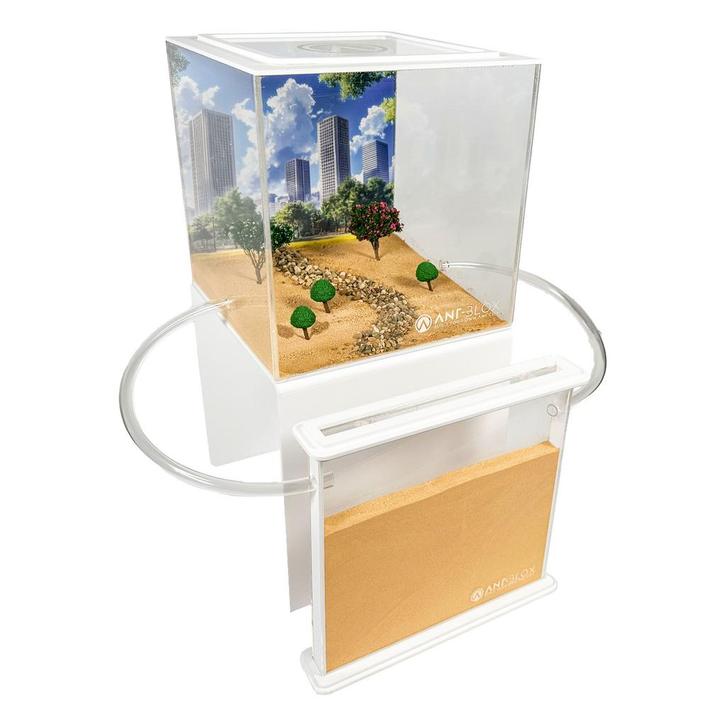 Mega Messor Zand Set 300+ oogstmieren (Messor barbarus), Dieren en Toebehoren, Insecten en Spinnen