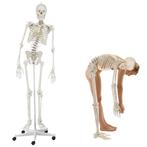 Anatomie model menselijk skelet, flexibel, 176 cm, Nieuw, Verzenden