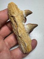 Mosasaurus - Fossiele tand - Mosasaurus (Zonder