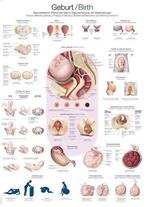 Anatomie poster geboorte (Duits/Engels/Latijn, kunststof-..., Verzenden, Nieuw