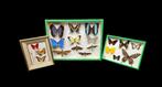 3 Décoratives presentations Butterflies box - - Diorama -, Nieuw