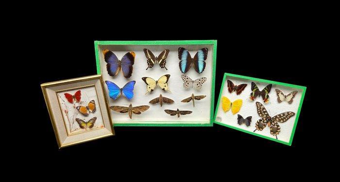 3 Décoratives presentations Butterflies box - - Diorama -, Verzamelen, Dierenverzamelingen