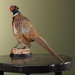 Fazant Taxidermie Opgezette Dieren By Max, Ophalen of Verzenden, Nieuw, Vogel, Opgezet dier