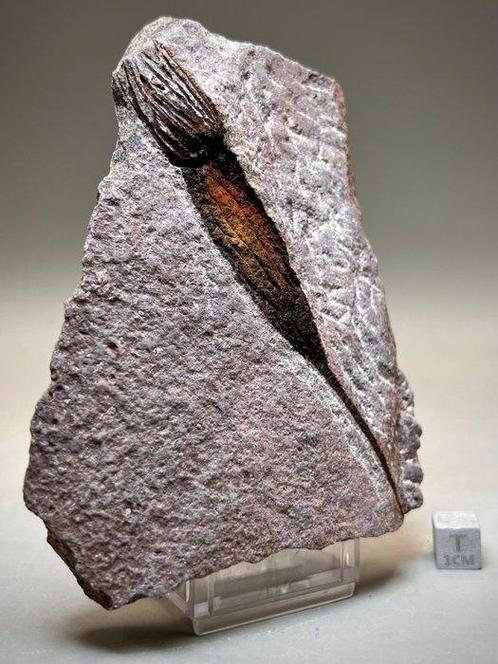 Prachtig buitenaards uitziend fossiel - Fossiele, Verzamelen, Mineralen en Fossielen