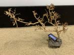 Osaka Bonsai Tree nr 16 - 46x18x33cm - aquascaping boom, Dieren en Toebehoren, Ophalen of Verzenden, Nieuw, Plant(en), Steen of Hout