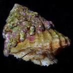 Astrea (Spiny shell slak), Ophalen of Verzenden, Nieuw
