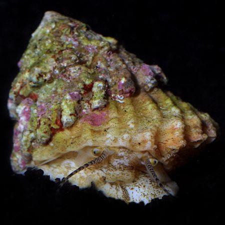 Astrea (Spiny shell slak), Dieren en Toebehoren, Vissen | Aquaria en Toebehoren, Ophalen of Verzenden