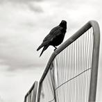 Roberto Cavalli (1971) - Into the wild, In Brighton / #625