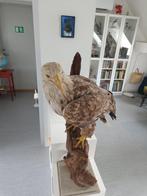 Zeearend Taxidermie volledige montage - Haliaeetus albicilla, Verzamelen, Nieuw