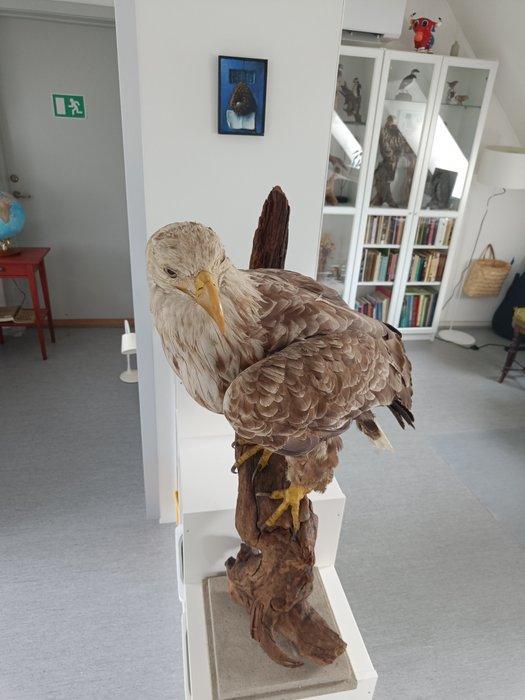 Zeearend Taxidermie volledige montage - Haliaeetus albicilla, Verzamelen, Dierenverzamelingen
