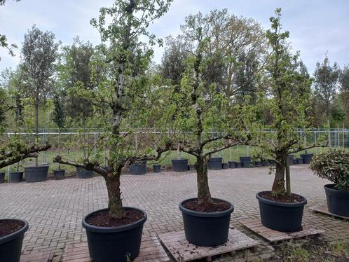 Oude peer fruitboom conference, Tuin en Terras, Planten | Bomen, Ophalen