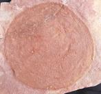 kwal - Fossiel rugschild - 20 cm - 19 cm