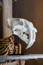 Geen minimumprijs - Een replica van een Sabre Tooth